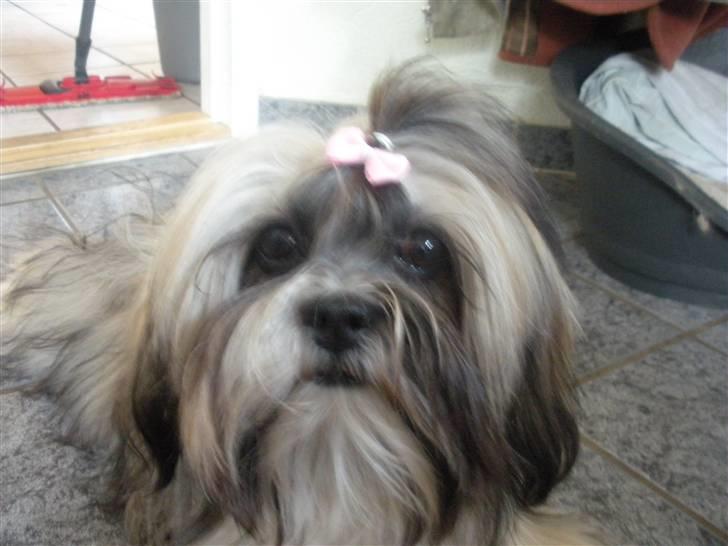 Lhasa apso Bette my billede 12