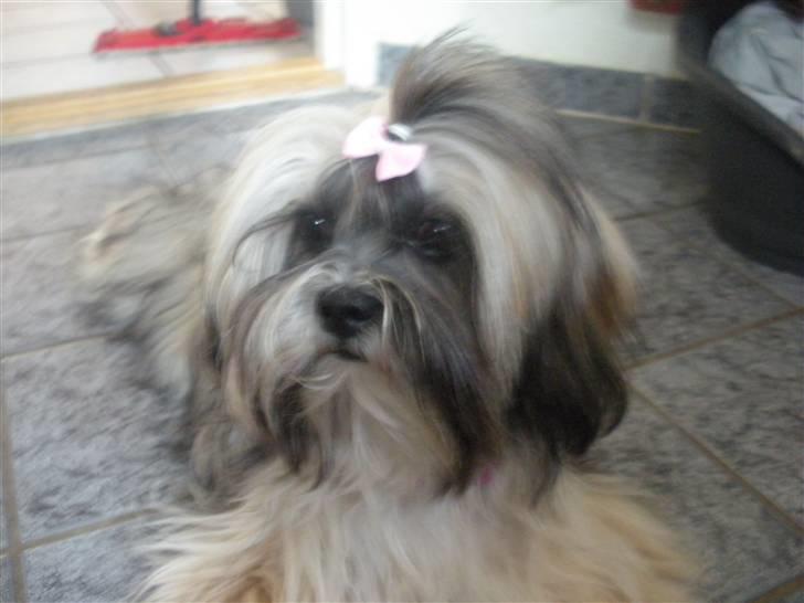 Lhasa apso Bette my billede 13