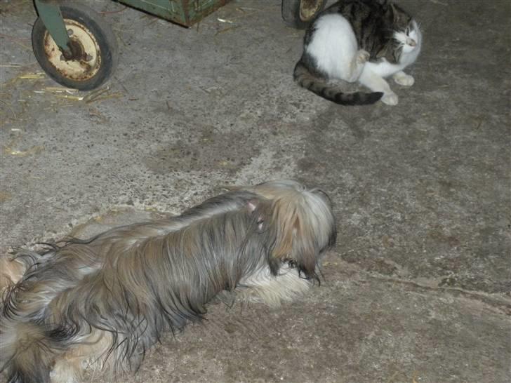 Lhasa apso Bette my billede 14