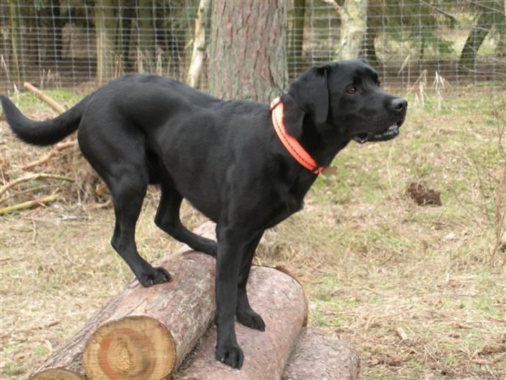 Labrador retriever Koda - et lille billede fra en hunde legeplads billede 7