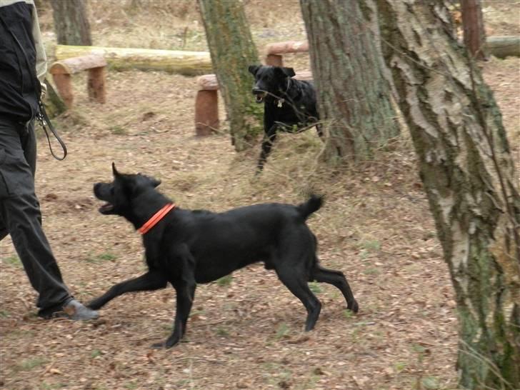 Labrador retriever Koda - et til billede fra en hunde legeplads billede 8