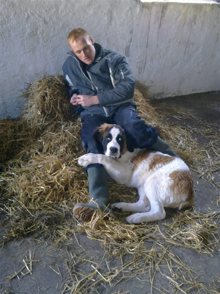 Sankt bernhardshund Kenzo - Hygge i stalden med far :D billede 6