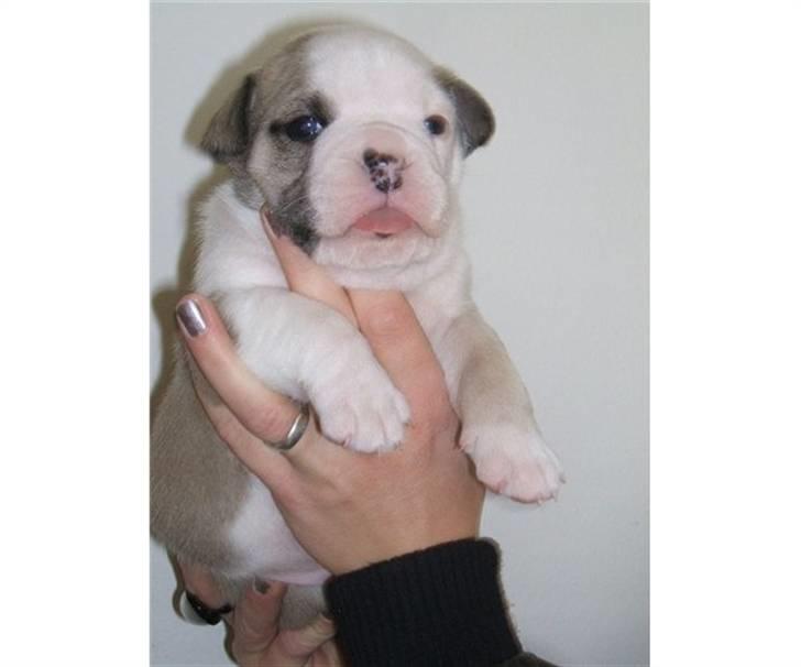 Olde english bulldogge Tjalfe billede 4