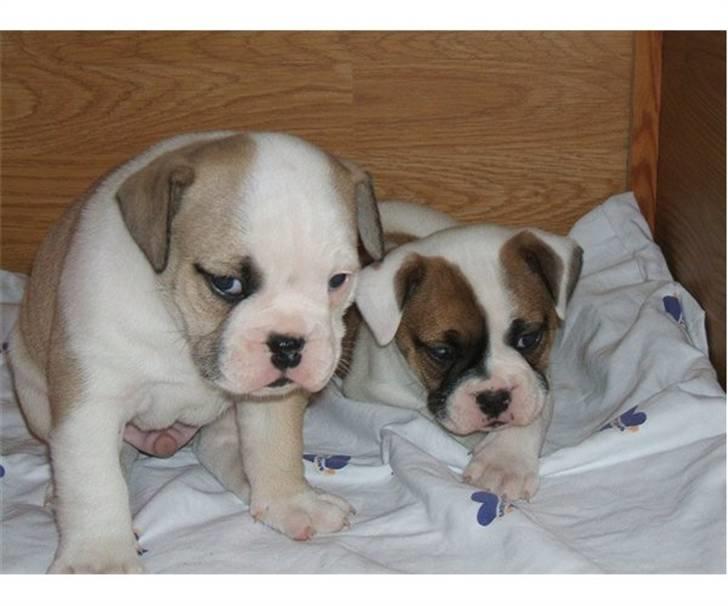 Olde english bulldogge Tjalfe billede 5