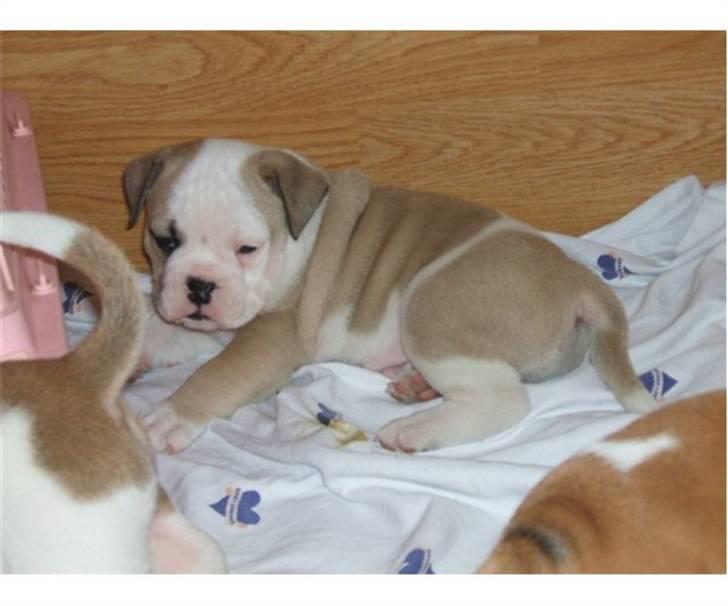 Olde english bulldogge Tjalfe billede 6