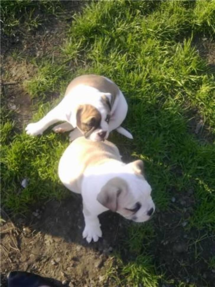 Olde english bulldogge Tjalfe billede 7