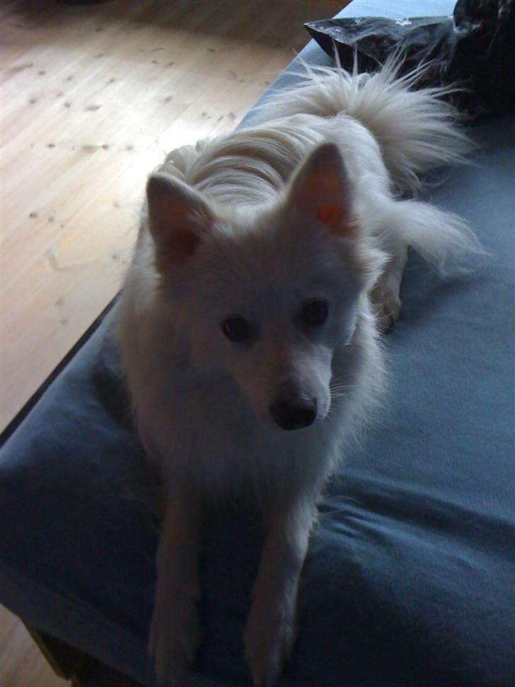 Japansk spids Muffi - Hva nu ? billede 13