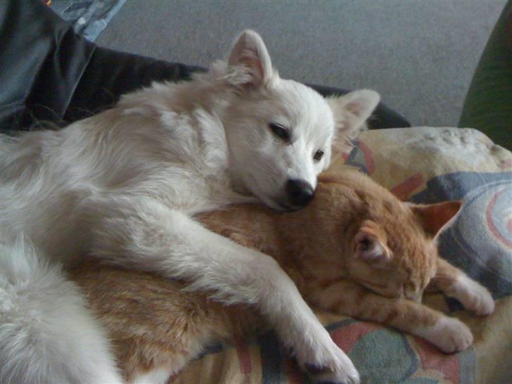 Japansk spids Muffi - Nu er jeg træt billede 14