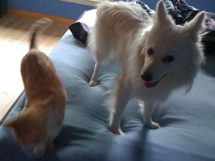 Japansk spids Muffi - Tsh, Katte billede 15