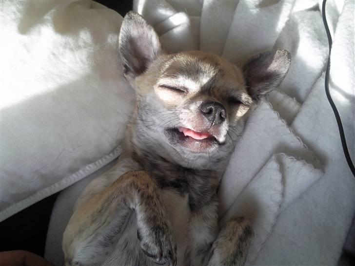 Chihuahua Pino R.I.P billede 11