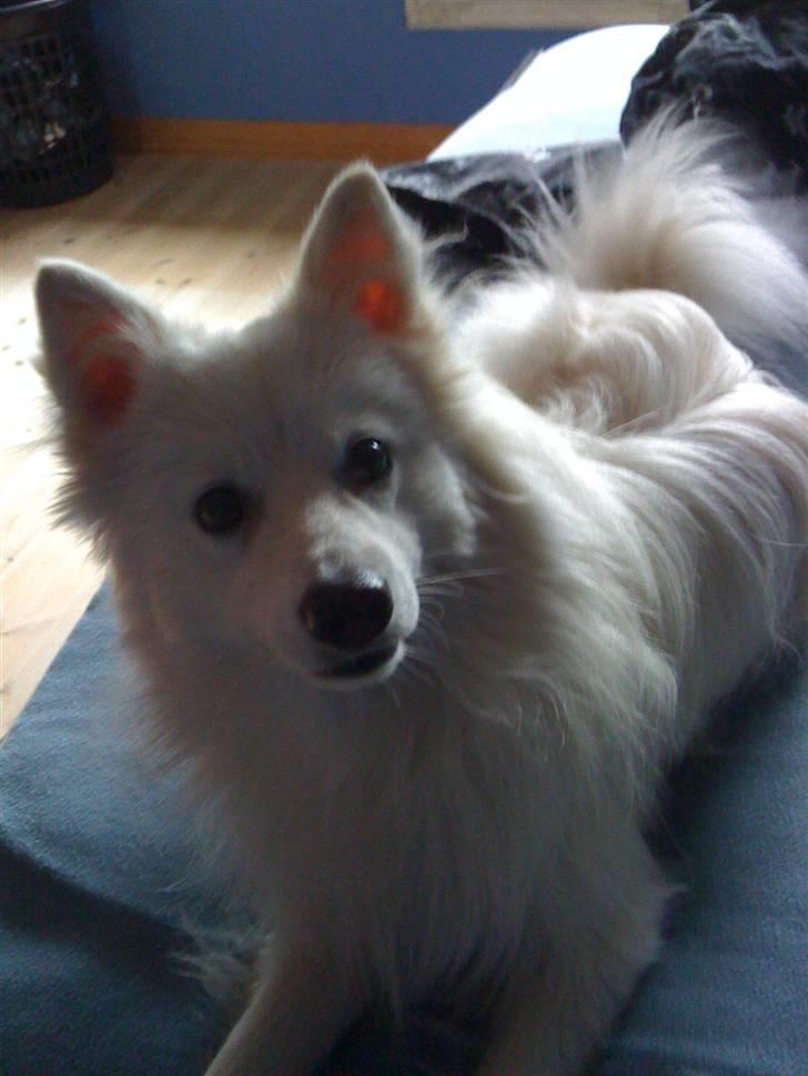 Japansk spids Muffi - Hvad laver du nu? billede 16