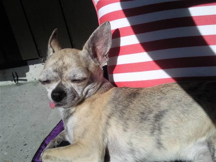 Chihuahua Pino R.I.P billede 12