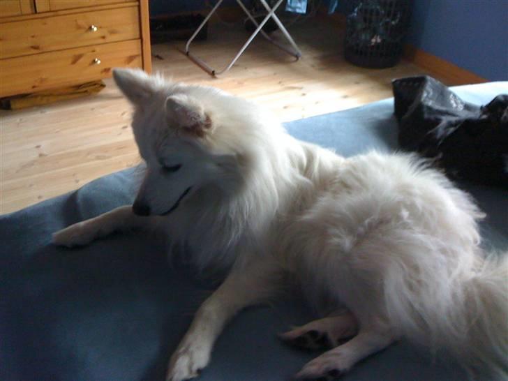 Japansk spids Muffi - Hva laver de katte nu? billede 17