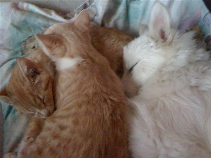 Japansk spids Muffi - Jeg fryser min snude. billede 18