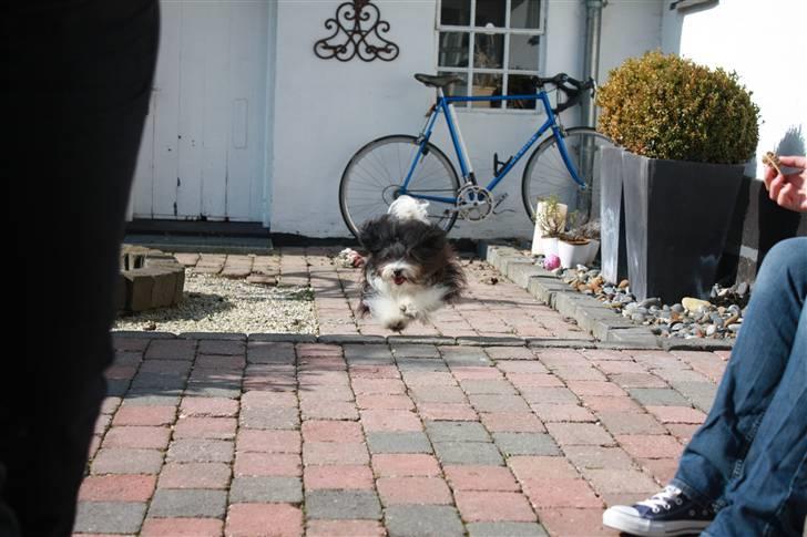 Bichon havanais Chica - Chica er altid glad og der er altid fuld fart over feltet <3 :D billede 9