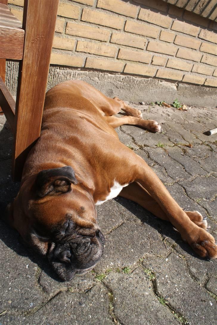 Boxer Verona ( Fie )  ( RIP 10. jan. 2011) - forår 2010 (10 år) billede 20