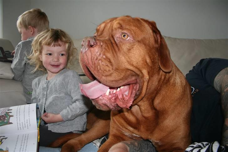 Dogue de bordeaux Pumba - Mig og mine nye små mennesker billede 1