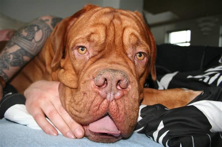 Dogue de bordeaux Pumba - Jeg flader lige ud på hyggemadressen billede 2