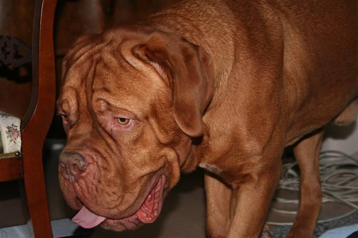 Dogue de bordeaux Pumba - Stor og dejlig er jeg da.. billede 3