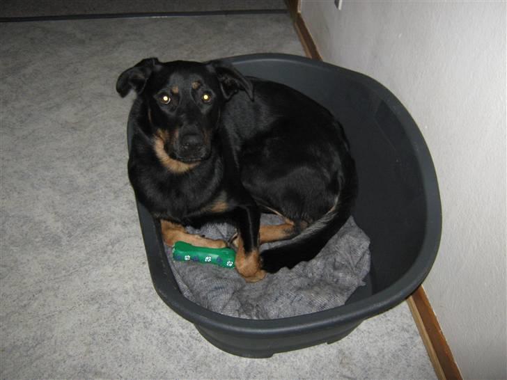 Blanding af racer Samson  billede 2