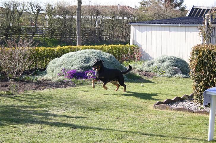 Blanding af racer Samson  billede 3