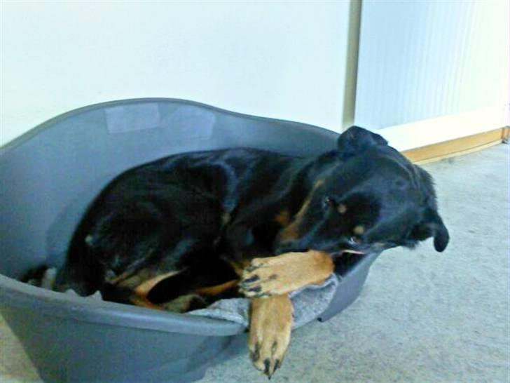 Blanding af racer Samson  billede 4