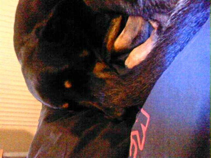 Blanding af racer Samson  billede 5