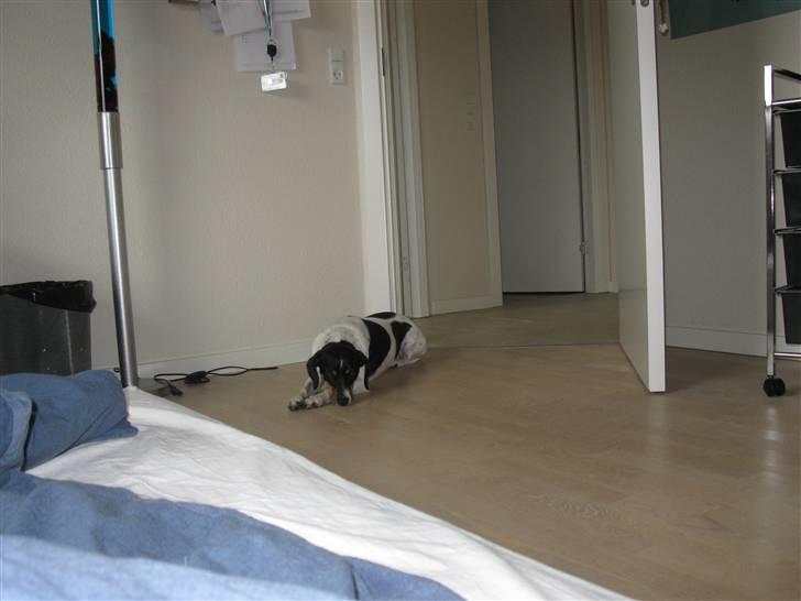 Dansk svensk gaardhund Perle - 26.4.2010 - venter på mine poter er tørre så jeg kan komme op i sengen :) billede 19