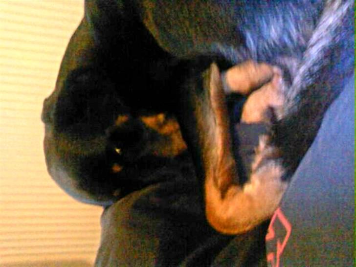 Blanding af racer Samson  billede 6