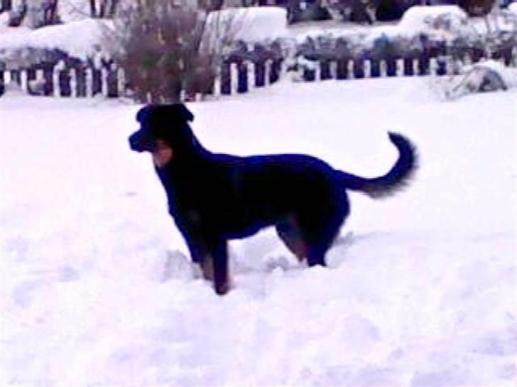 Blanding af racer Samson  billede 7