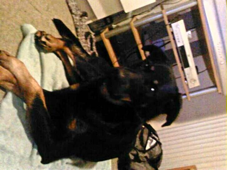 Blanding af racer Samson  billede 8