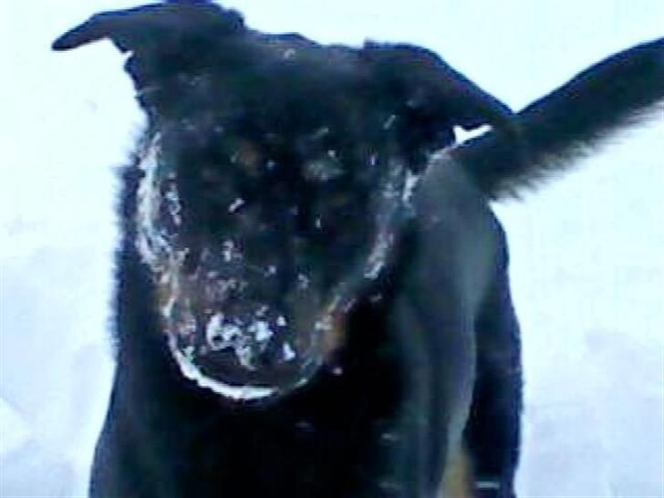 Blanding af racer Samson  billede 9