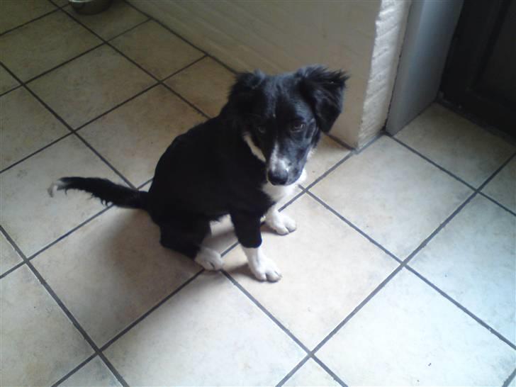 Blanding af racer Mille - hun er bare så sød<3 billede 1