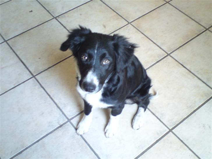 Blanding af racer Mille - elsker dig mille billede 2