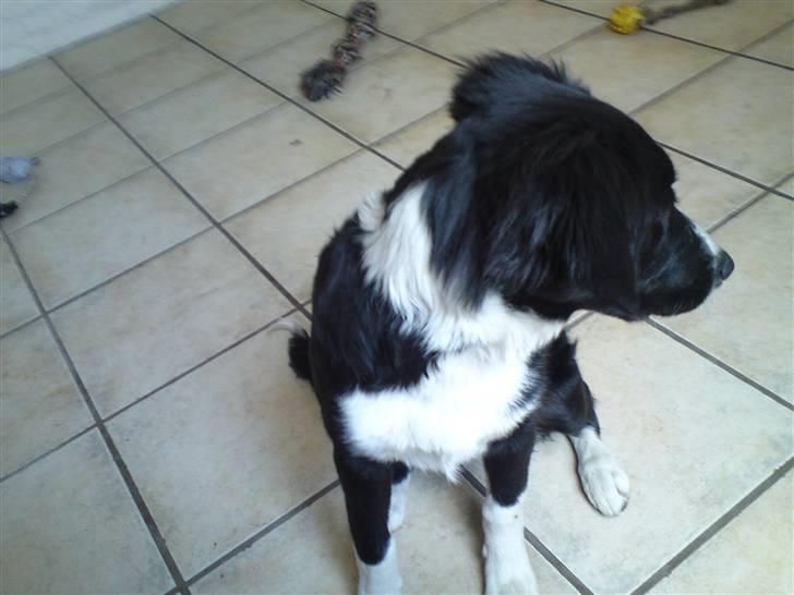 Blanding af racer Mille billede 3