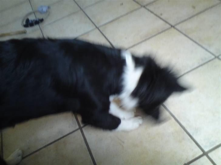 Blanding af racer Mille billede 4