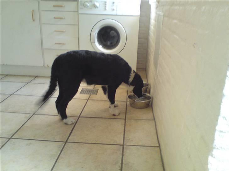 Blanding af racer Mille billede 5