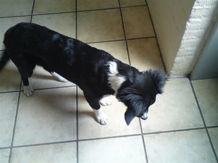 Blanding af racer Mille billede 6