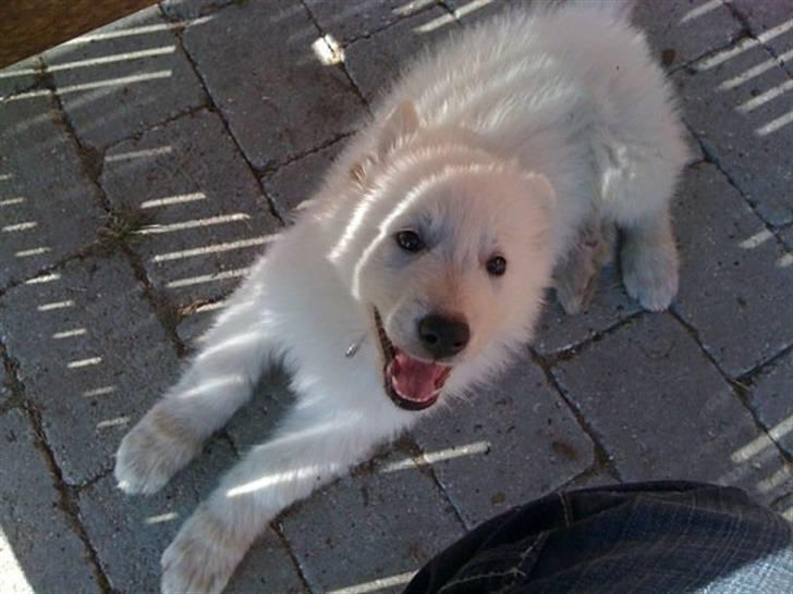 Hvid schæfer Touran billede 1