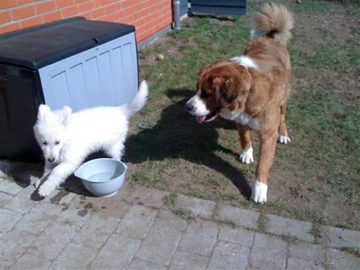 Hvid schæfer Touran billede 2