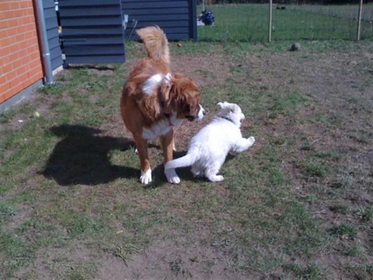 Hvid schæfer Touran billede 3