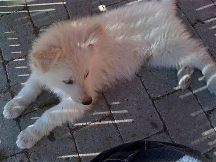 Hvid schæfer Touran billede 4