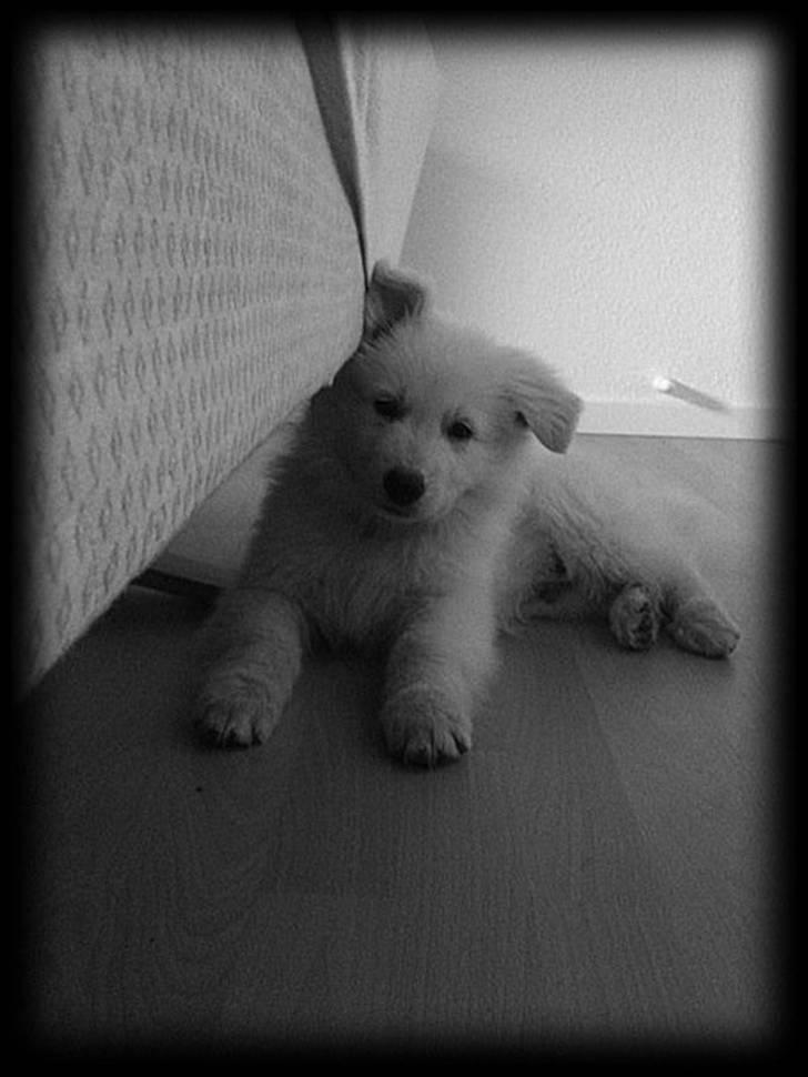 Hvid schæfer Touran billede 6