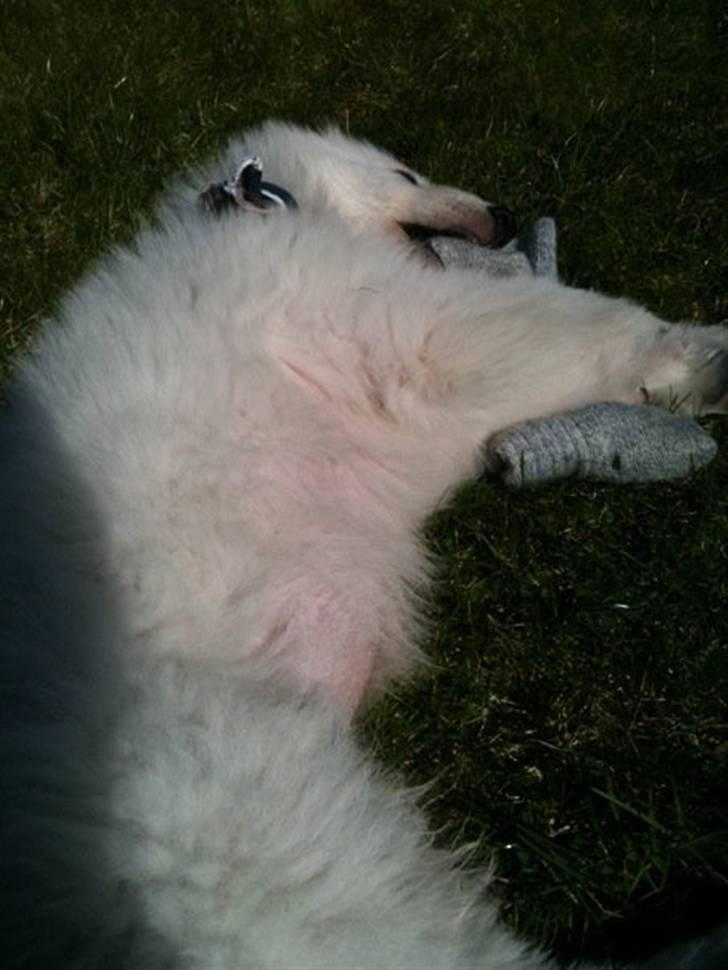 Hvid schæfer Touran billede 7