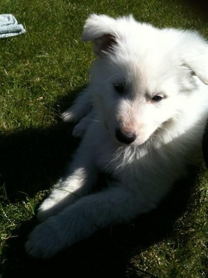 Hvid schæfer Touran billede 8