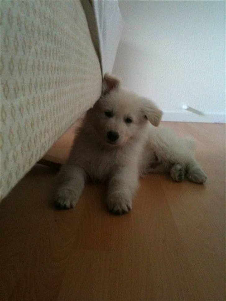 Hvid schæfer Touran billede 10