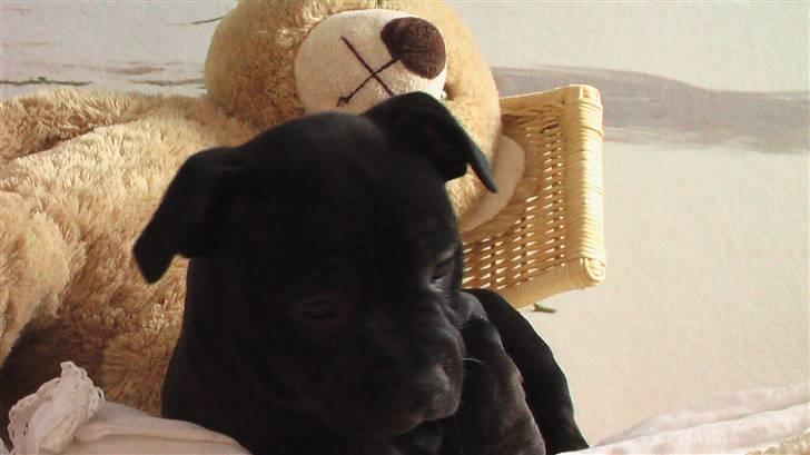 Staffordshire bull terrier !ANDERS´ lille Tilde billede 1