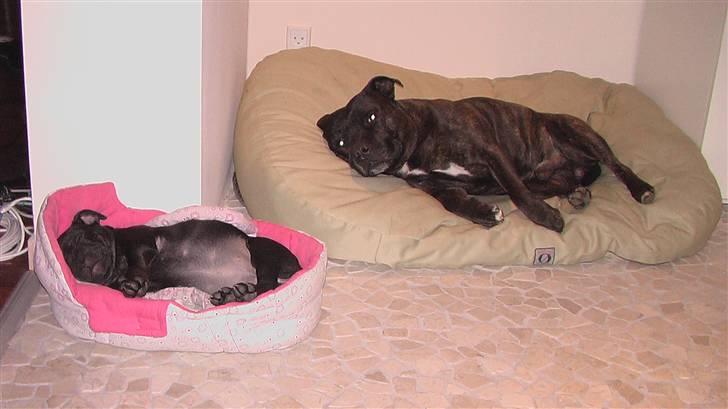 Staffordshire bull terrier !ANDERS´ lille Tilde billede 2