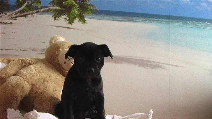 Staffordshire bull terrier !ANDERS´ lille Tilde billede 3
