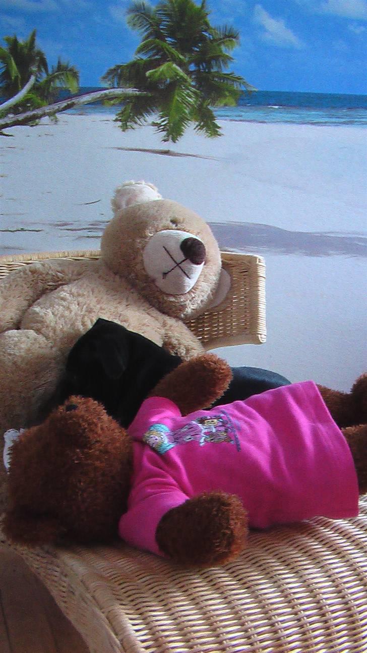 Staffordshire bull terrier !ANDERS´ lille Tilde billede 4